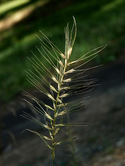 {Elymus hystrix var. hystrix}